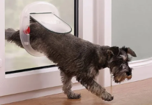 A Simple Upgrade That Transforms Daily Pet Freedom